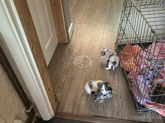 Jack Russell Terrier puppies for sale in Ebbw Vale/Glyn Ebwy, Blaenau Gwent – 1 year old - Image 4 of 5
