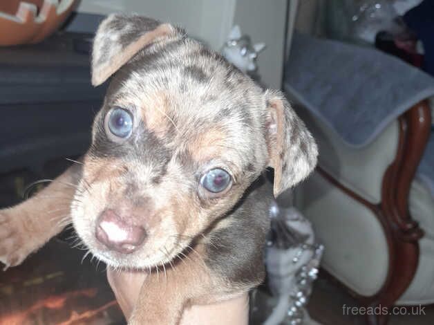 Jack Russell Terrier puppies for sale in Ebbw Vale/Glyn Ebwy, Blaenau Gwent – 1 year old - Image 5 of 5