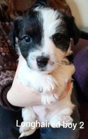 4 gorgeous mixed breed puppies 6 weeks old, 2 boy, 2 girls for sale in Scarborough, North Yorkshire