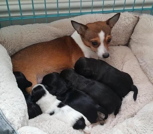 4 gorgeous mixed breed puppies 6 weeks old, 2 boy, 2 girls for sale in Scarborough, North Yorkshire - Image 4