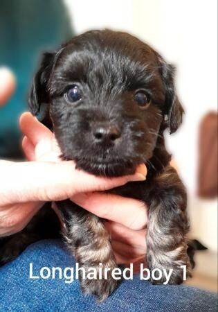 4 gorgeous mixed breed puppies 6 weeks old, 2 boy, 2 girls for sale in Scarborough, North Yorkshire - Image 5