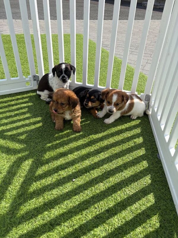 Jack Russell Puppies For Sale