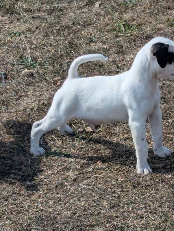 Jack Russell Terrier puppies for sale in Ebbw Vale / Glyn Ebwy, Gwent – 11 weeks old