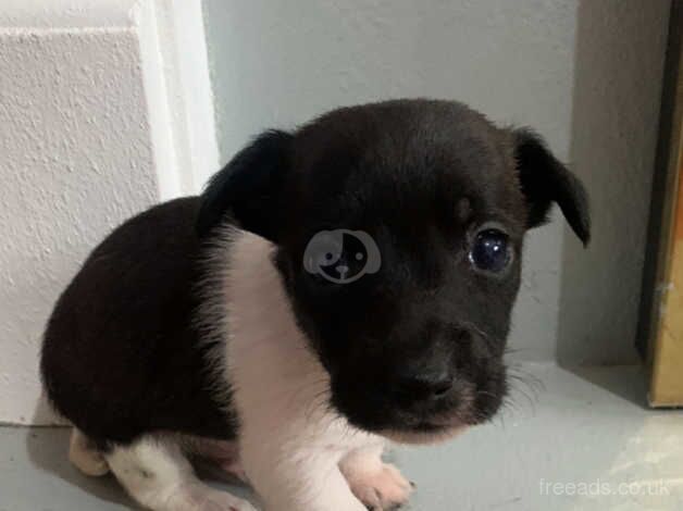Jack Russell Terrier puppies for sale in Willenhall, West Midlands – 1 year old - Image 1 of 5