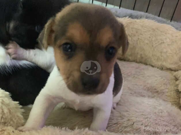 Jack Russell Terrier puppies for sale in Willenhall, West Midlands – 1 year old - Image 2 of 5