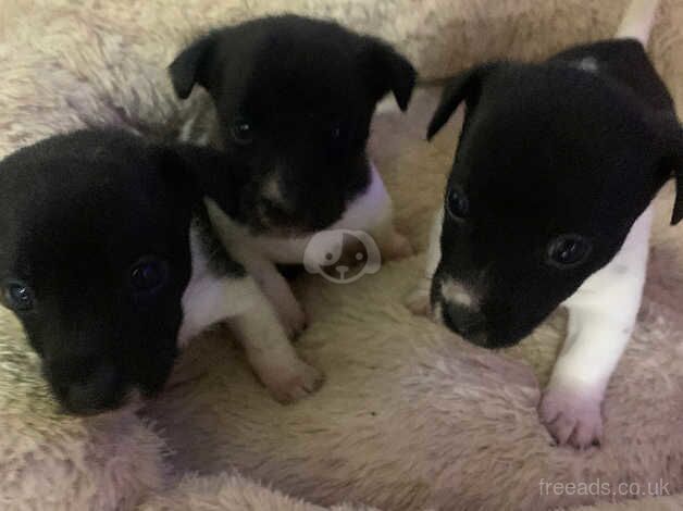 Jack Russell Terrier puppies for sale in Willenhall, West Midlands – 1 year old - Image 3 of 5