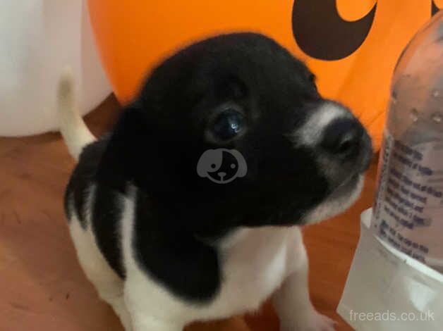 Jack Russell Terrier puppies for sale in Willenhall, West Midlands – 1 year old - Image 4 of 5