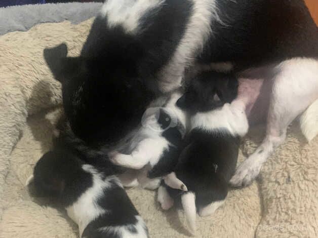 Jack Russell Terrier puppies for sale in Willenhall, West Midlands – 1 year old - Image 5 of 5