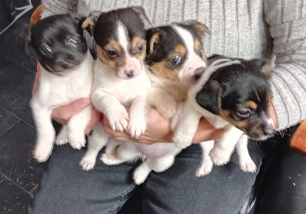 Jack Russell Terrier puppies for sale in Fishguard/Abergwaun, Pembrokeshire – 1 year old - Image 1 of 2