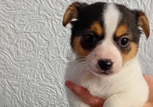 Jack Russell Terrier puppies for sale in Fishguard/Abergwaun, Pembrokeshire – 1 year old - Image 2 of 2