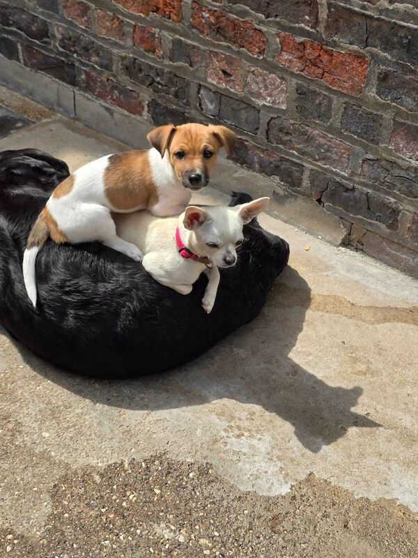 4 month old jack russell