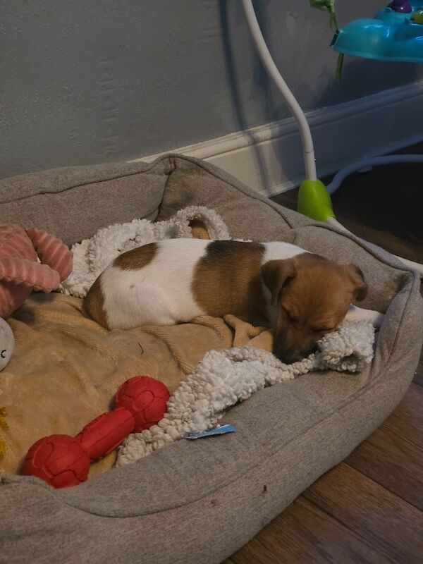 4 month old jack russell - Image 2 of 14