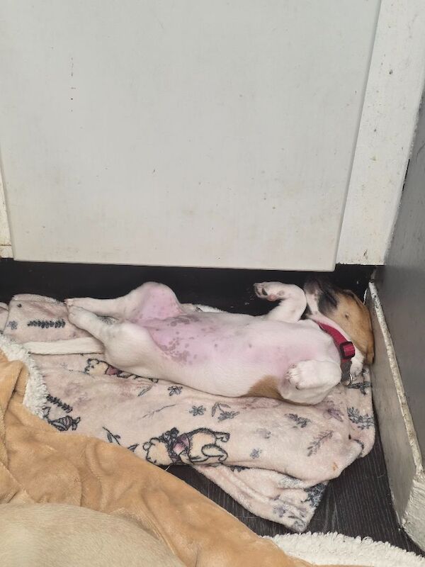 4 month old jack russell - Image 3 of 14