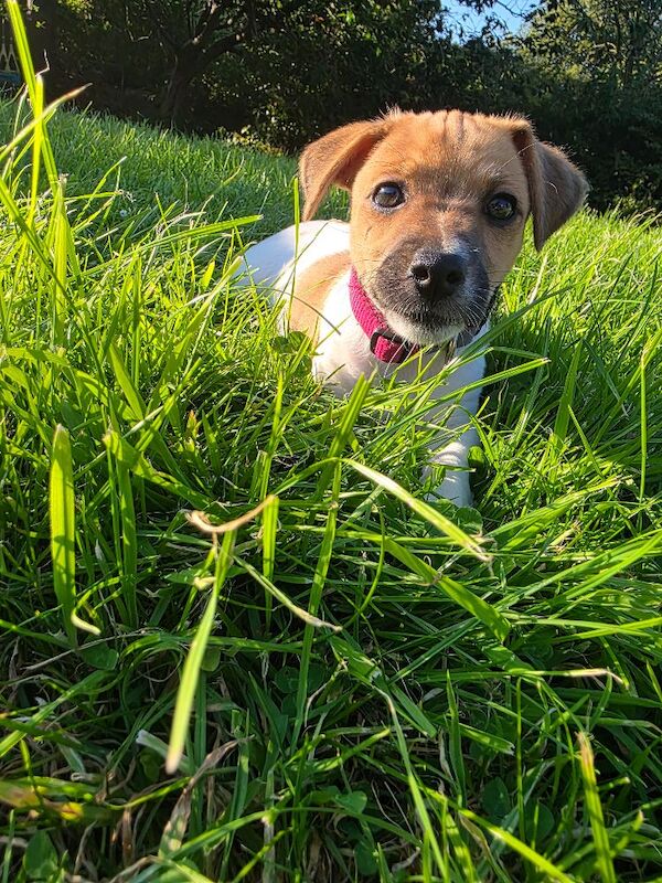 4 month old jack russell - Image 4 of 14