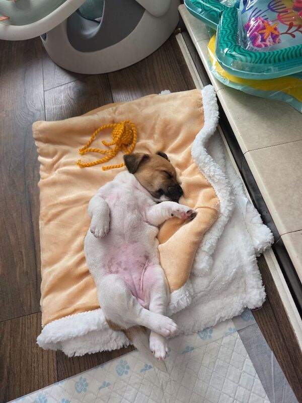 4 month old jack russell - Image 5 of 14