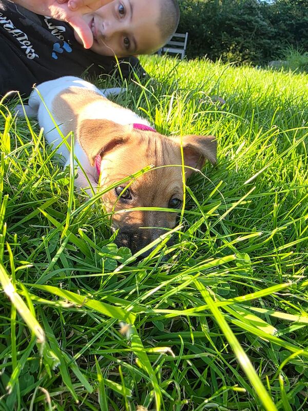 4 month old jack russell - Image 6 of 14