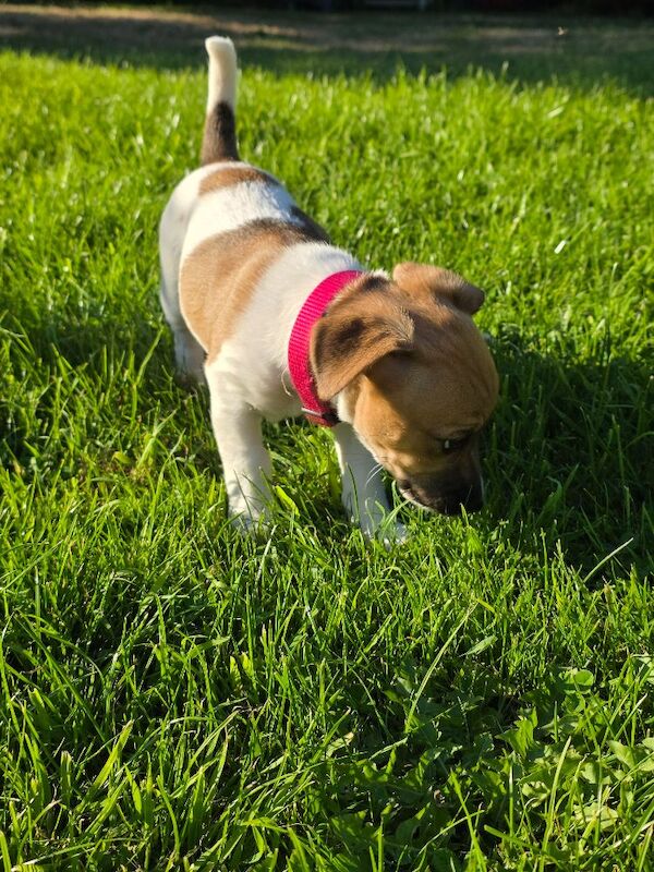 4 month old jack russell - Image 7 of 14