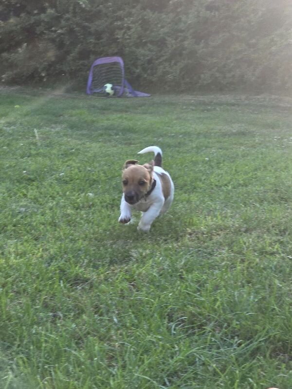 4 month old jack russell - Image 8 of 14