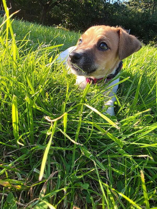 4 month old jack russell - Image 9 of 14