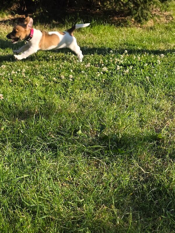 4 month old jack russell - Image 10 of 14