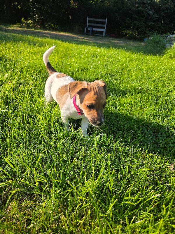 4 month old jack russell - Image 11 of 14