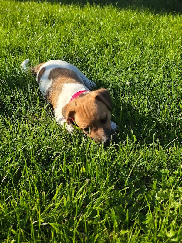 4 month old jack russell - Image 12 of 14