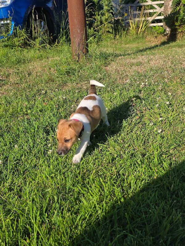 4 month old jack russell - Image 13 of 14