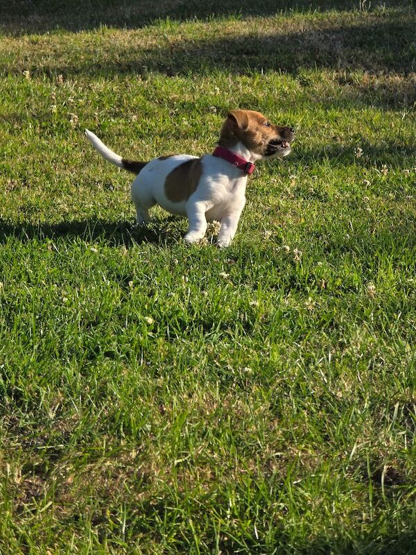 4 month old jack russell - Image 14 of 14