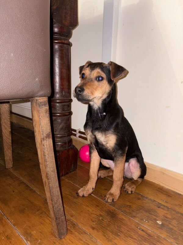 Jack Russell Terrier puppies for sale in King's Lynn, Norfolk – 4 months old