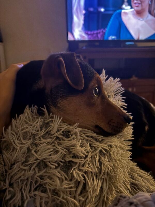 Jack Russell Terrier puppies for sale in King's Lynn, Norfolk – 4 months old - Image 2 of 3