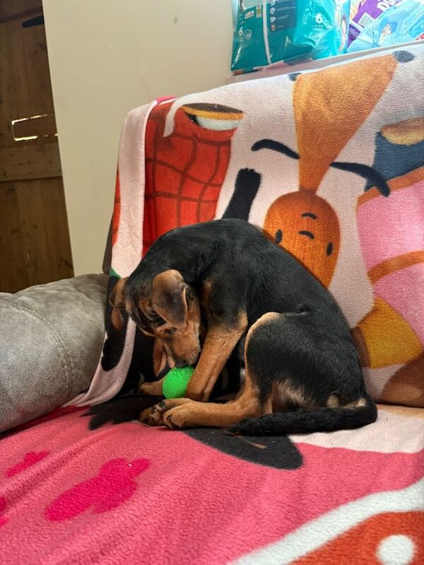 Jack Russell Terrier puppies for sale in King's Lynn, Norfolk – 4 months old - Image 3 of 3