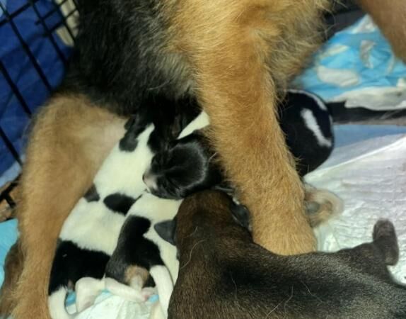 Jack Russell Terrier puppies for sale in Cheltenham, Gloucestershire – 1 year old - Image 2 of 5