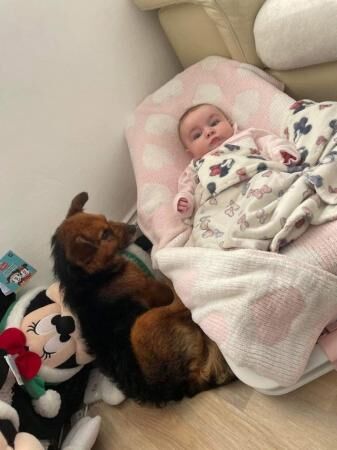 Jack Russell Terrier puppies for sale in Cheltenham, Gloucestershire – 1 year old - Image 5 of 5