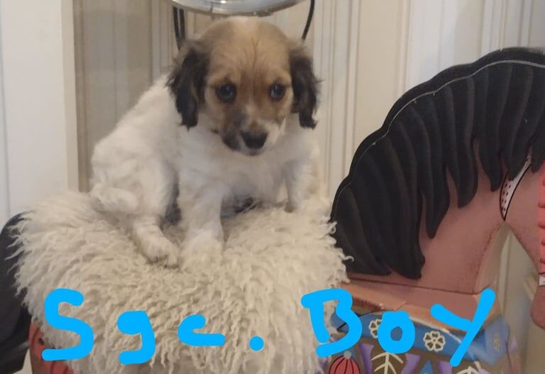 Jack Russell Terrier puppies for sale in Stapleford, Nottinghamshire – 8 weeks old - Image 2 of 6