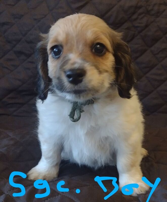 Jack Russell Terrier puppies for sale in Stapleford, Nottinghamshire – 8 weeks old - Image 3 of 6