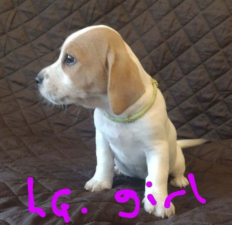 Jack Russell Terrier puppies for sale in Stapleford, Nottinghamshire – 8 weeks old - Image 5 of 6