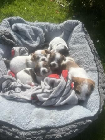 4 weeks 6 days old . Jack-shitzu puppies . 3 girls 2 boys for sale in Ruthin/Rhuthun, Denbighshire - Image 2