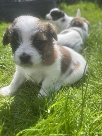 4 weeks 6 days old . Jack-shitzu puppies . 3 girls 2 boys for sale in Ruthin/Rhuthun, Denbighshire - Image 4