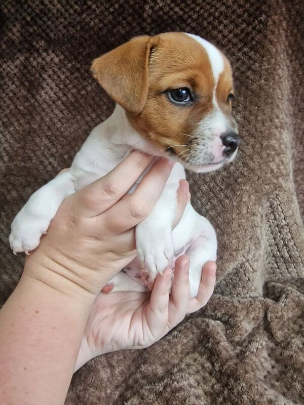 Jack Russell puppies for sale in Basildon, Essex – 10 weeks old