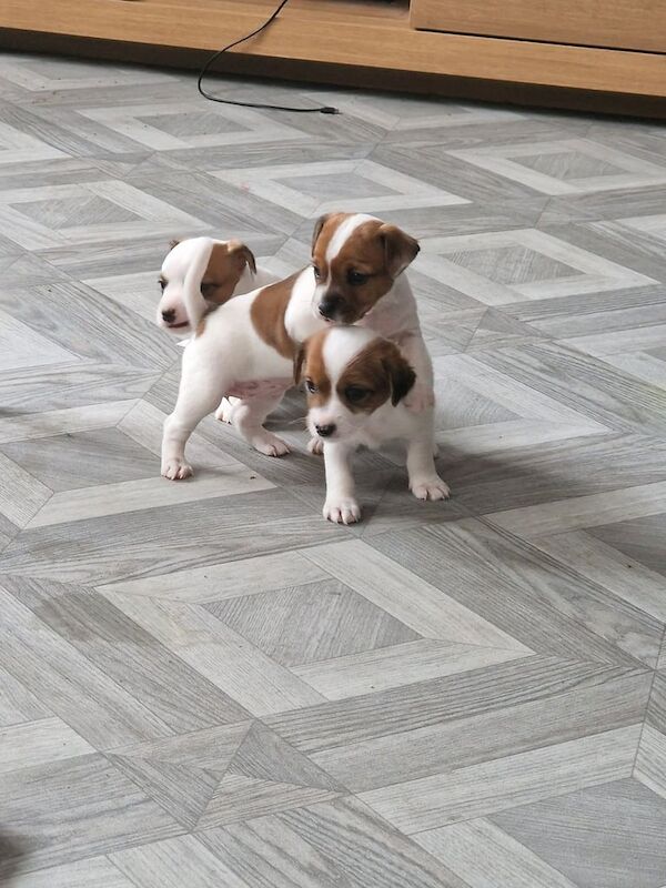 Jack Russell puppies for sale in Basildon, Essex – 10 weeks old - Image 3 of 3