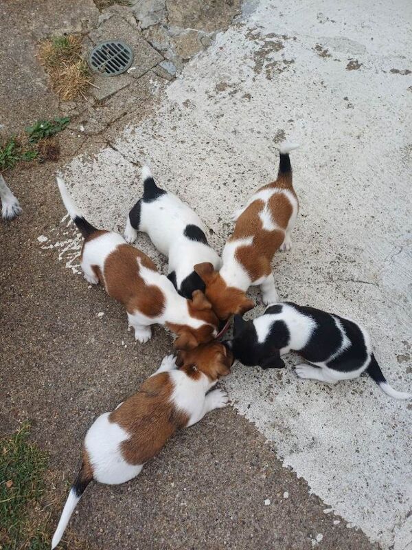 Jack Russell Terrier Puppies For Sale Under £1,000
