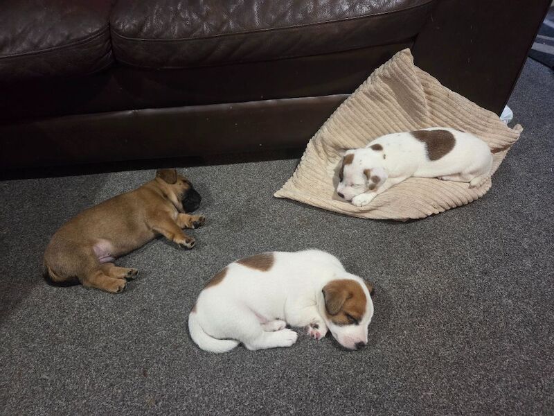5 Jack Russell Cross Puppies - Image 3 of 12