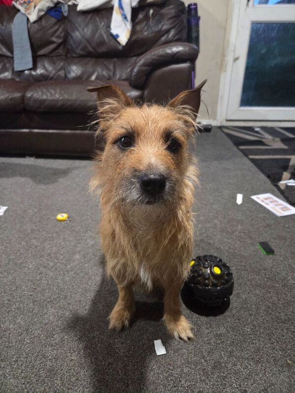 5 Jack Russell Cross Puppies - Image 5 of 12