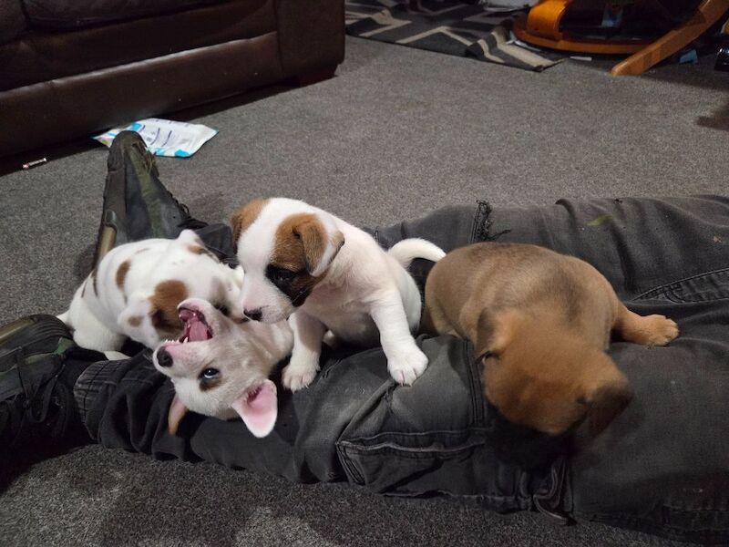 5 Jack Russell Cross Puppies - Image 9 of 12