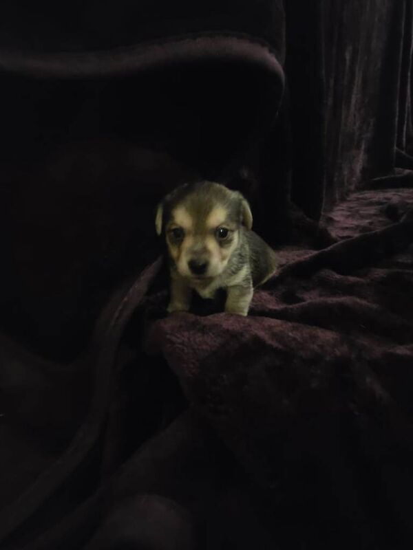 Pedigree Jack Russell Terrier Puppies For Sale