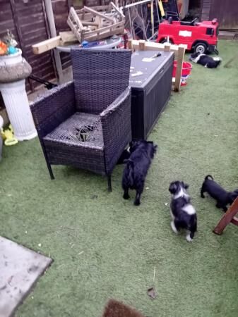 5 Lovely Jack Russel Terrier pups for sale around ws10 for sale in Wednesbury, West Midlands - Image 1