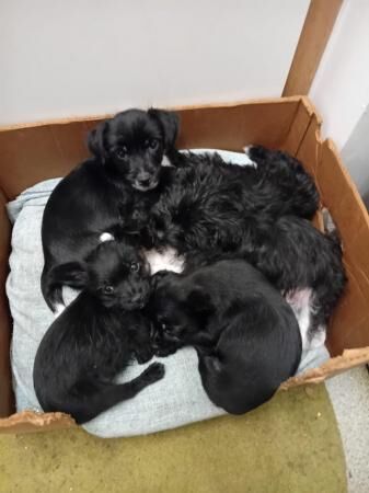 5 Lovely Jack Russel Terrier pups for sale around ws10 for sale in Wednesbury, West Midlands - Image 3
