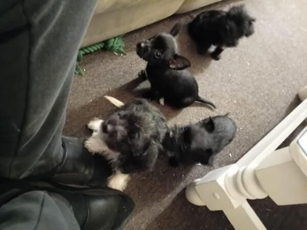 5 Lovely Jack Russel Terrier pups for sale around ws10 for sale in Wednesbury, West Midlands - Image 5