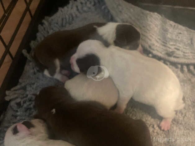 Jack Russell Terrier puppies for sale in Bolton, Greater Manchester – 1 year old - Image 1 of 5