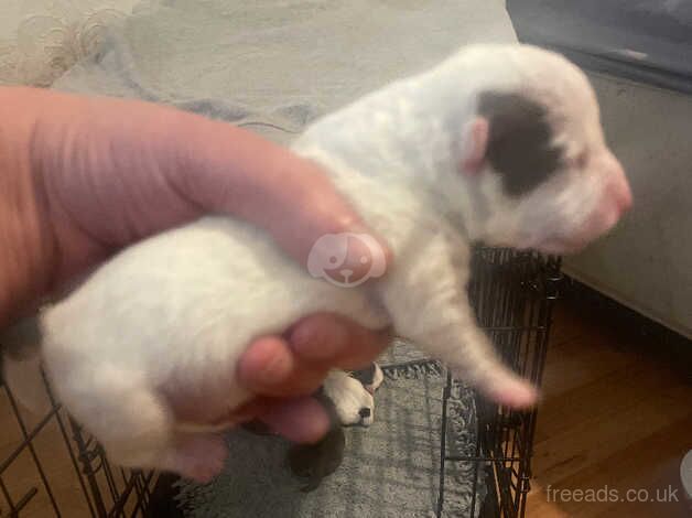 Jack Russell Terrier puppies for sale in Bolton, Greater Manchester – 1 year old - Image 3 of 5